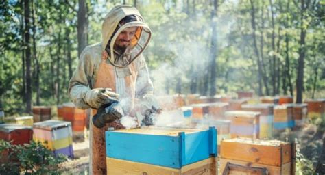 mmsbee.|national beekeeping and honey mission.